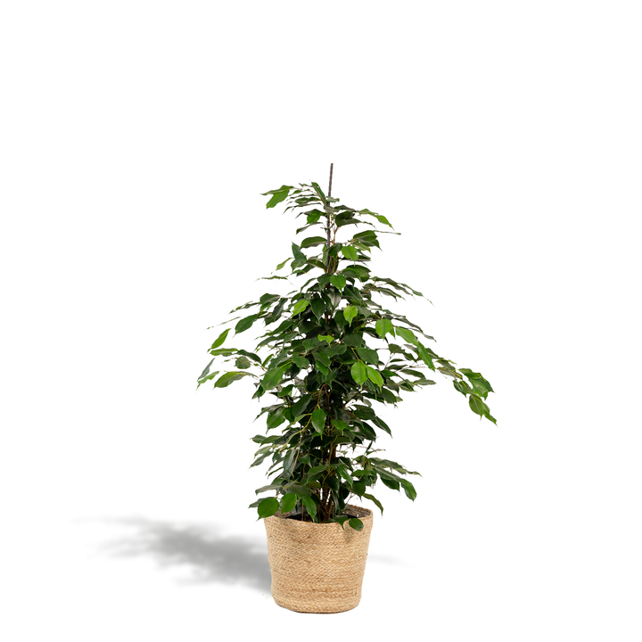 Ficus benjamina 'Danielle' weeping fig with dense glossy dark green leaves in a woven basket, 95cm tall