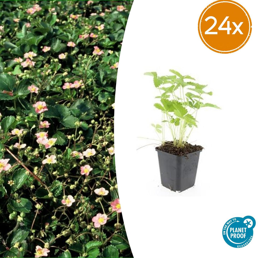 24 wild strawberry plants in Ø9cm pots, featuring green leaves and ready for planting, by Everspring.