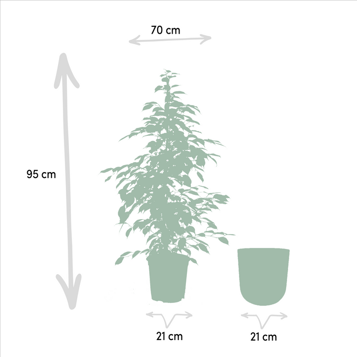 Ficus benjamina Goldenking - Ø21cm - ↕95cm + Pot Mayk Gold — healthy root ball and nursery pot ready to ship from Ireland