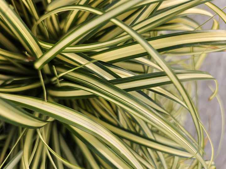Carex oshimensis 'Evergold' - Stunning Groundcover Grass!