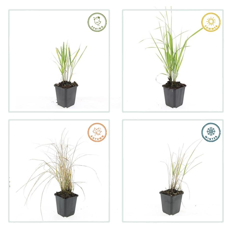 Healthy foliage and strong roots close-up of 6x Calamagrostis acut. 'Karl Foerster'  - ↕10-25cm - Ø9cm