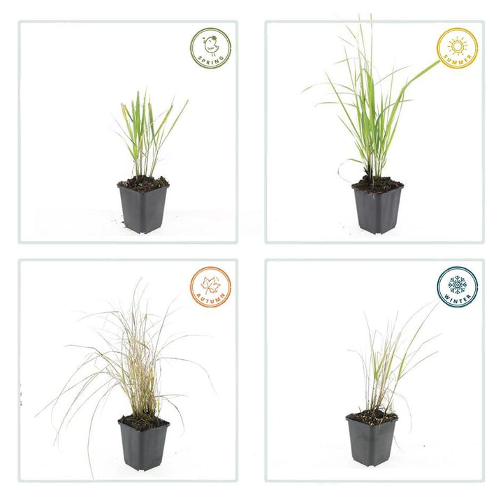 Healthy foliage and strong roots close-up of 6x Calamagrostis acut. 'Karl Foerster'  - ↕10-25cm - Ø9cm