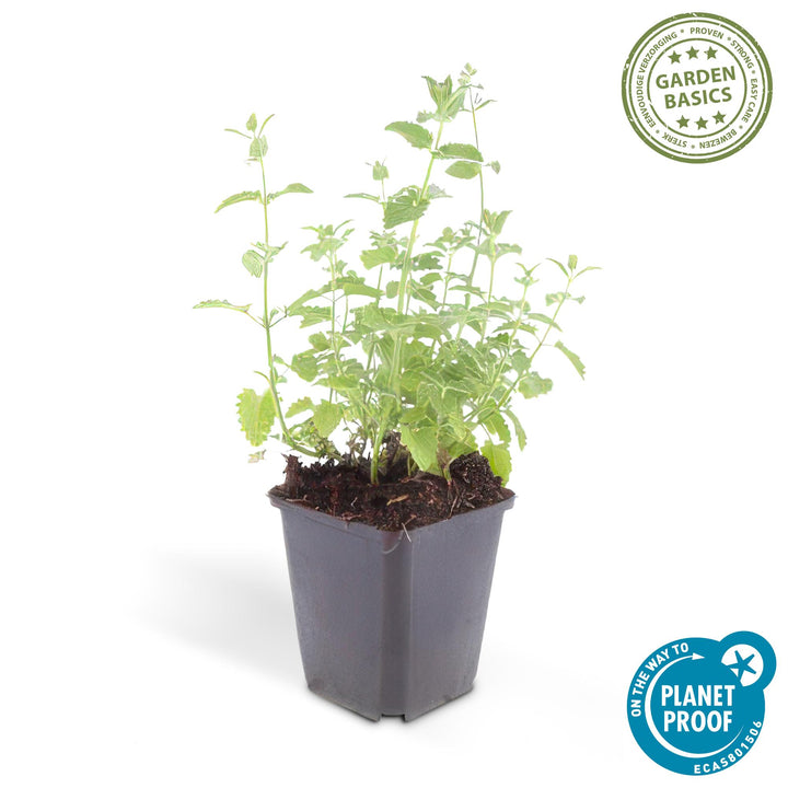 6x Nepeta 'Six Hills Giant' - ↕10-25cm - Ø9cm — healthy root ball and nursery pot ready to ship from Ireland