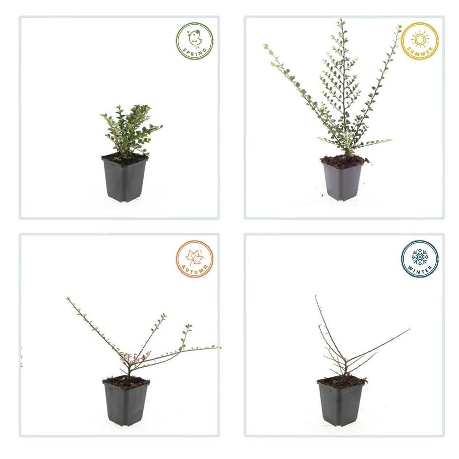 40x Cotoneaster horizontalis Ground Cover - Hardy Shrub 10-25cm