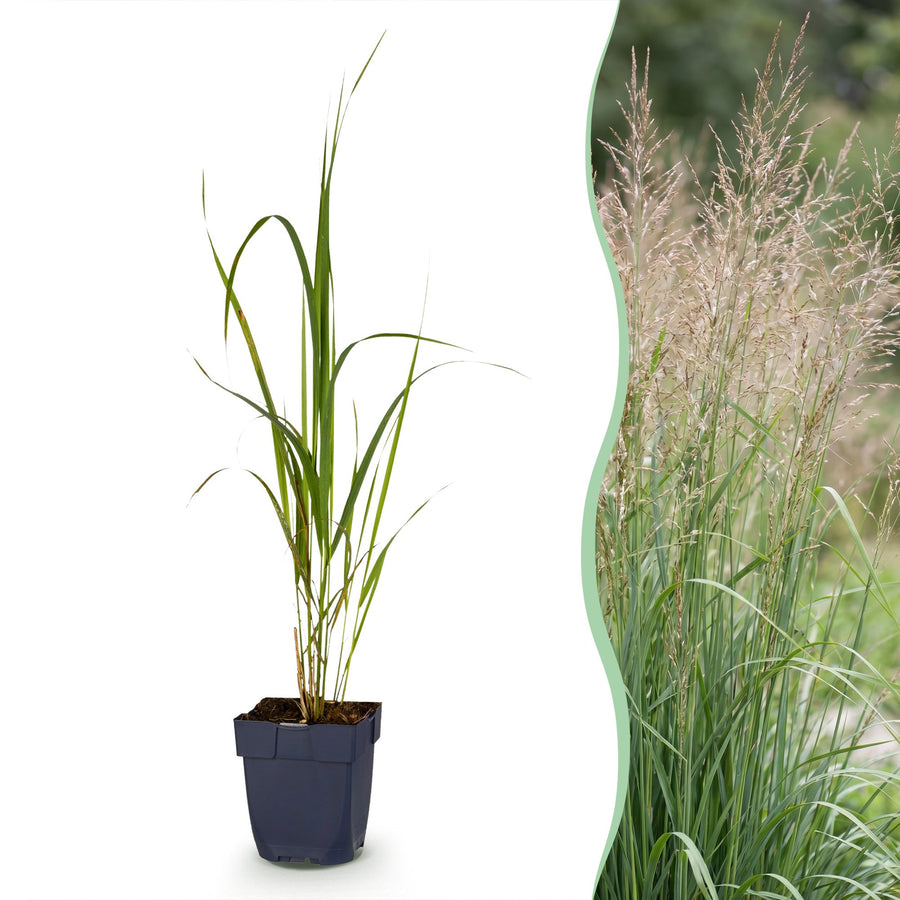 Pack of 24 Molinia arundinacea 'Karl Foerster' purple moor grass plants in 11cm pots
