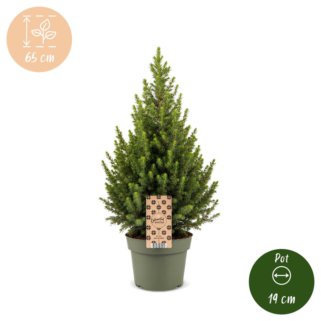 Picea glauca Conica Dwarf Alberta Spruce Christmas tree in Ø19cm pot, image 5