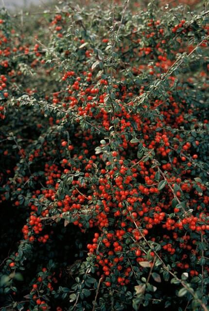 40x Cotoneaster Coral Beauty Ground Cover - Evergreen - 10-25cm