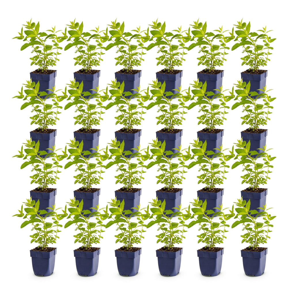 24 Nepeta sibirica 'Wild Orchid' catmint plants in 11cm pots - view 2