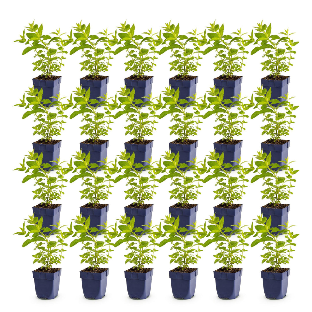 24 Nepeta sibirica 'Wild Orchid' catmint plants in 11cm pots - view 2