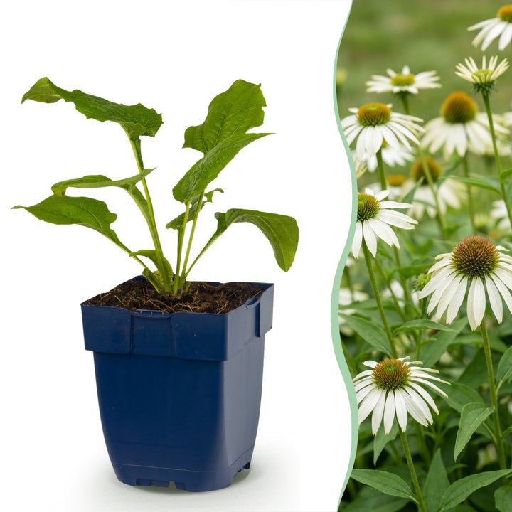 12 Echinacea purpurea 'Alba' white coneflower plants in 11cm pots
