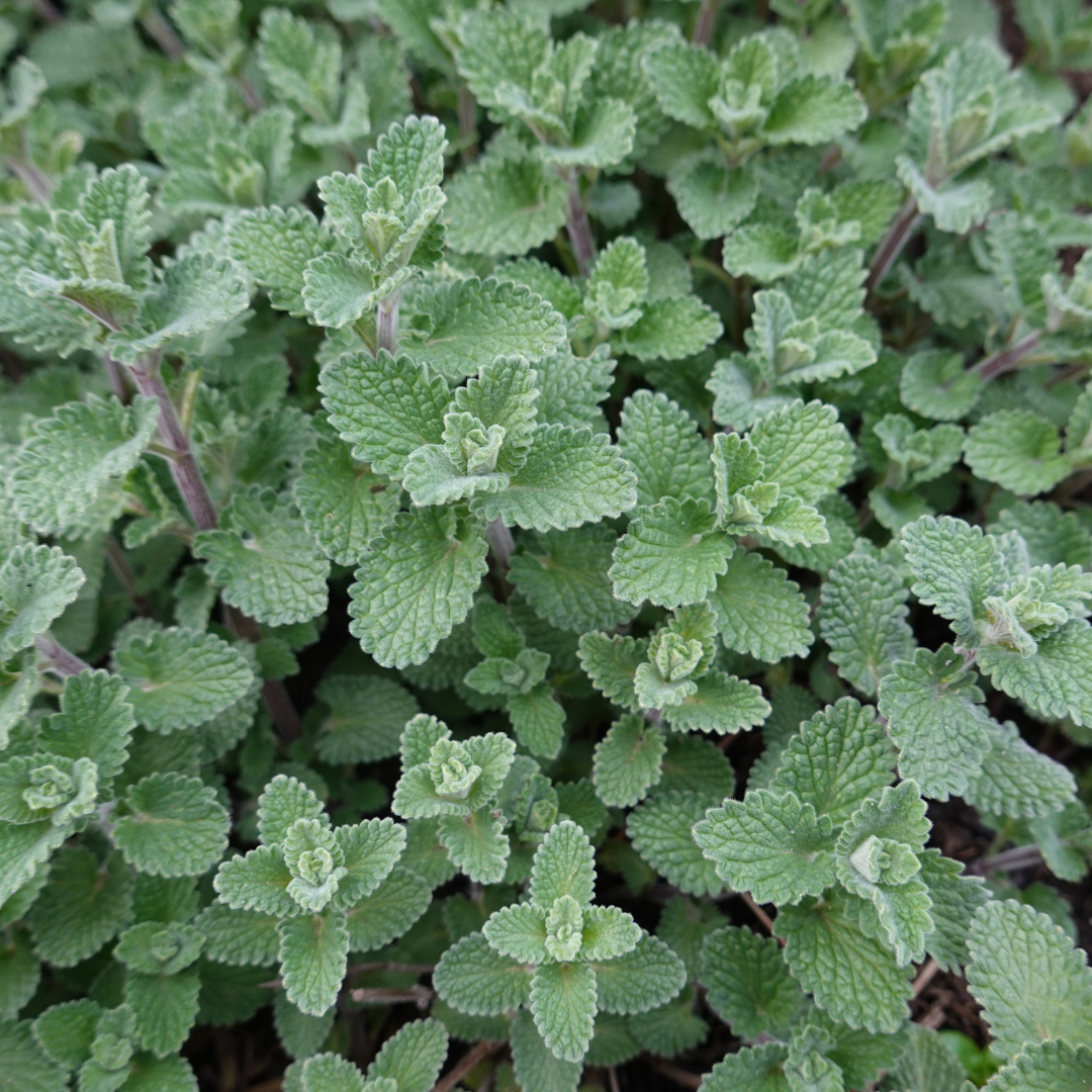 6x Nepeta 'Grol' - ↕10-25cm - Ø9cm — healthy root ball and nursery pot ready to ship from Ireland