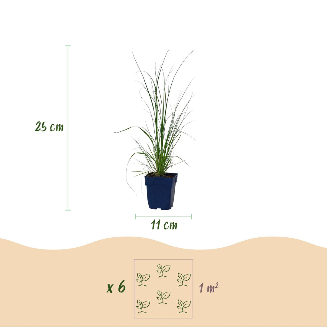 24x Cortaderia selloana Pumila dwarf pampas grass in 11cm pots - view 3