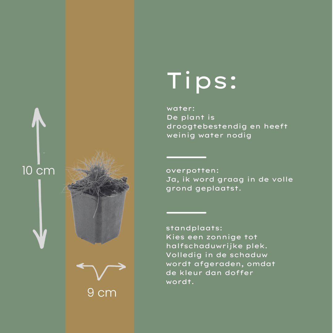 60x Festuca gautieri - ↕10-25cm - Ø9cm