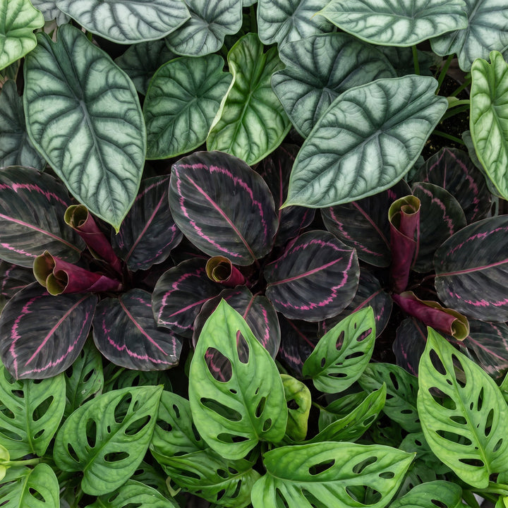 Baby Jungle Mix tropical houseplants, pack of 3, image 4