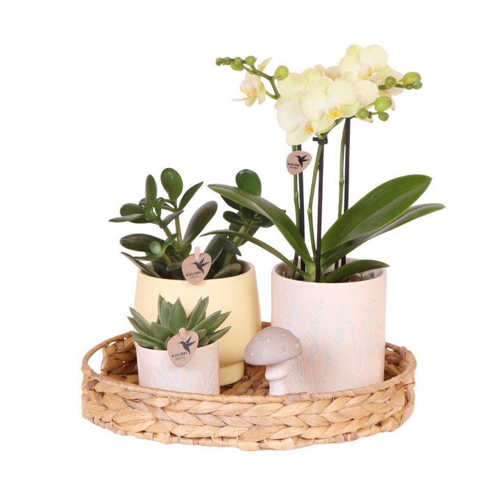 Yellow Phalaenopsis orchid and green plants in pastel pots on a bamboo tray by Everspring.