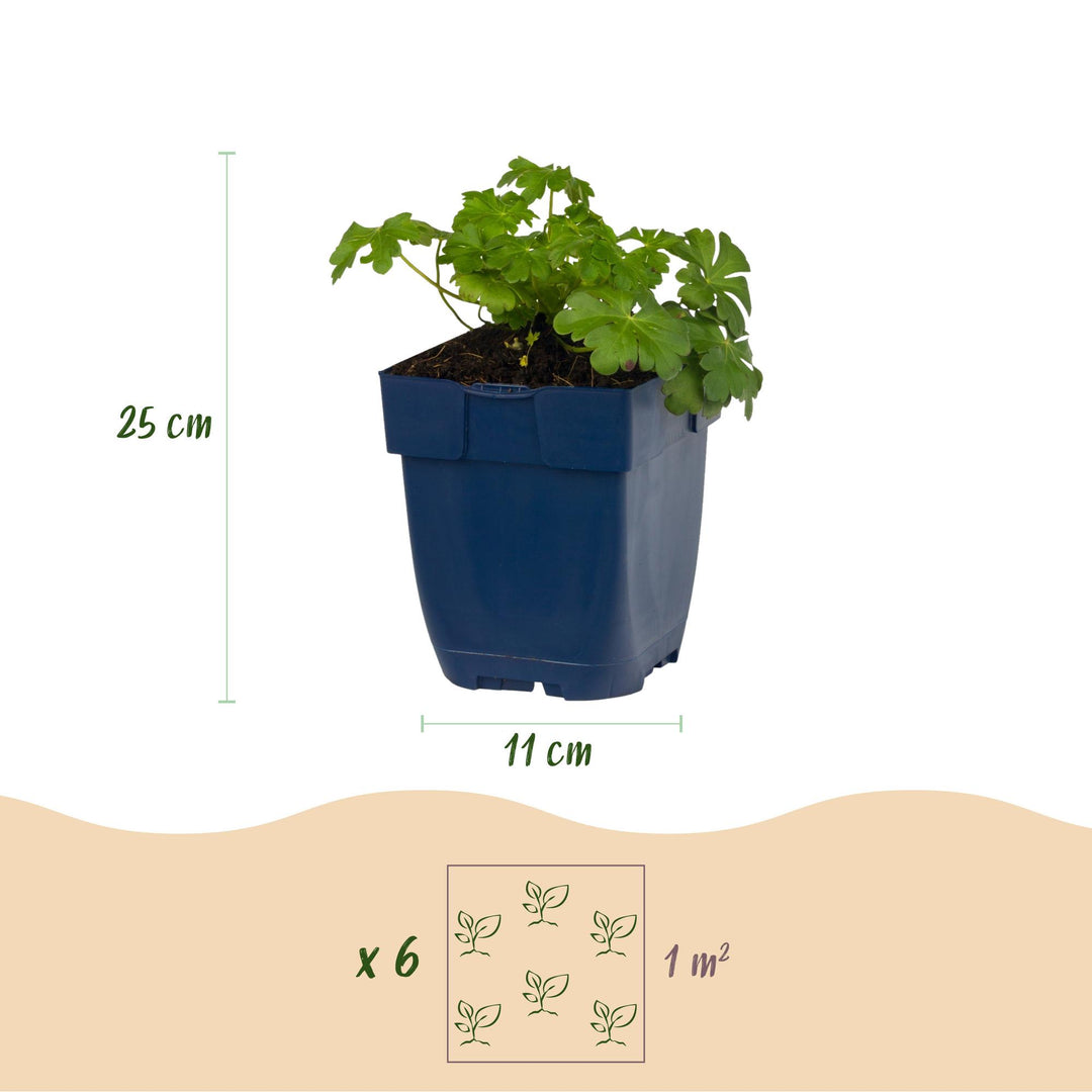 24x Geranium cantabrigiense Cambridge cranesbill in 11cm pots - view 3