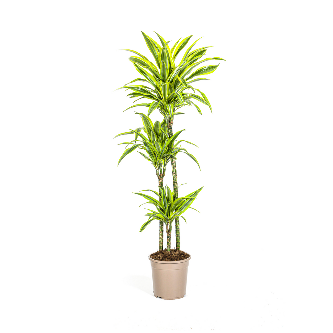 Dracaena Deremensis Lemon Lime 130-150cm — Dragon Tree in 24cm pot