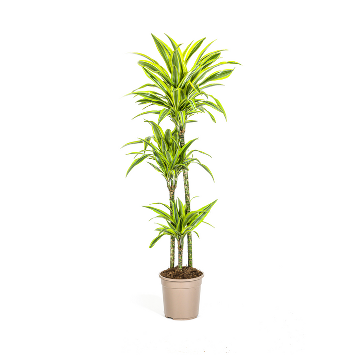Dracaena Deremensis Lemon Lime 130-150cm — Dragon Tree in 24cm pot