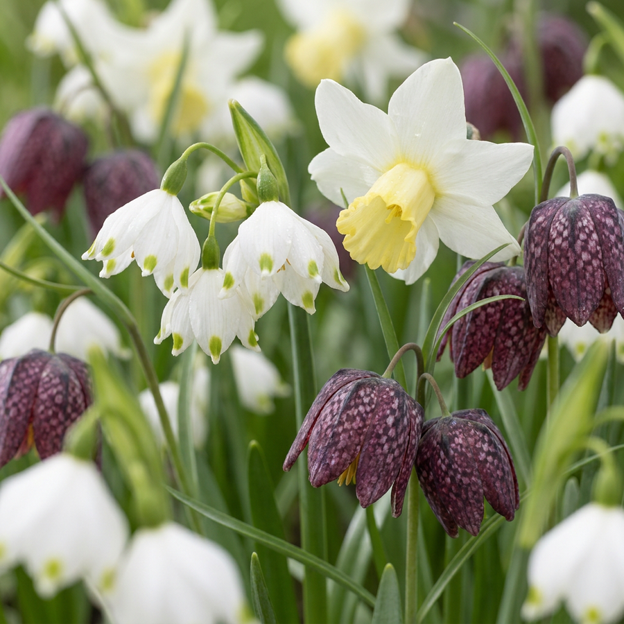 Damp Garden Bulb Collection: moisture-loving bulbs flowering in damp ground, 240-bulb pack for Irish gardens