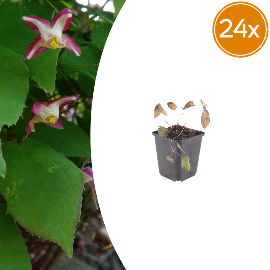 Epimedium rubrum with magenta and white flowers, heart-shaped green leaves, shown in grey nursery pot, 10-25cm tall
