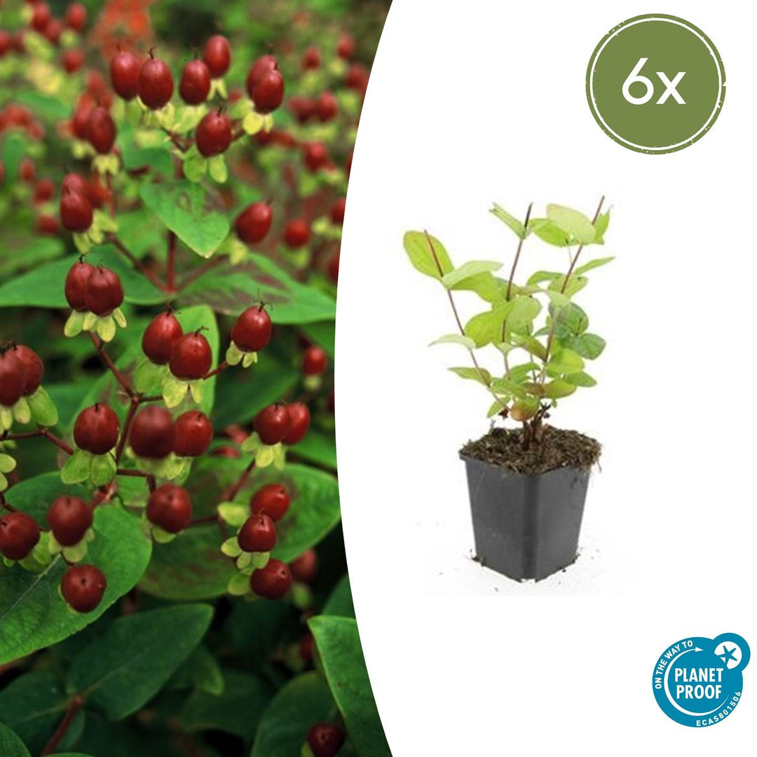 6x Hypericum inodorum 'Beauty' - ↕10-25cm - Ø9cm