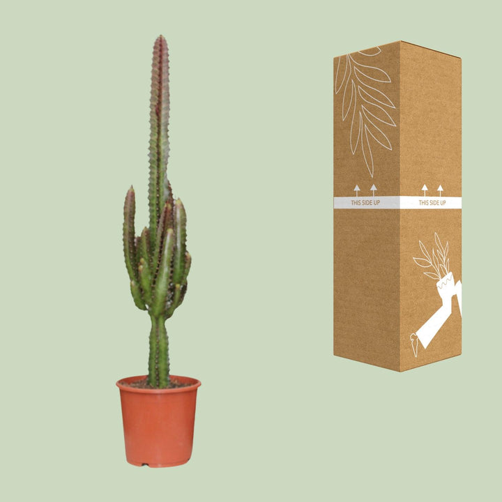 Euphorbia Trigona Rubra 70cm — African Milk Tree in 17cm pot