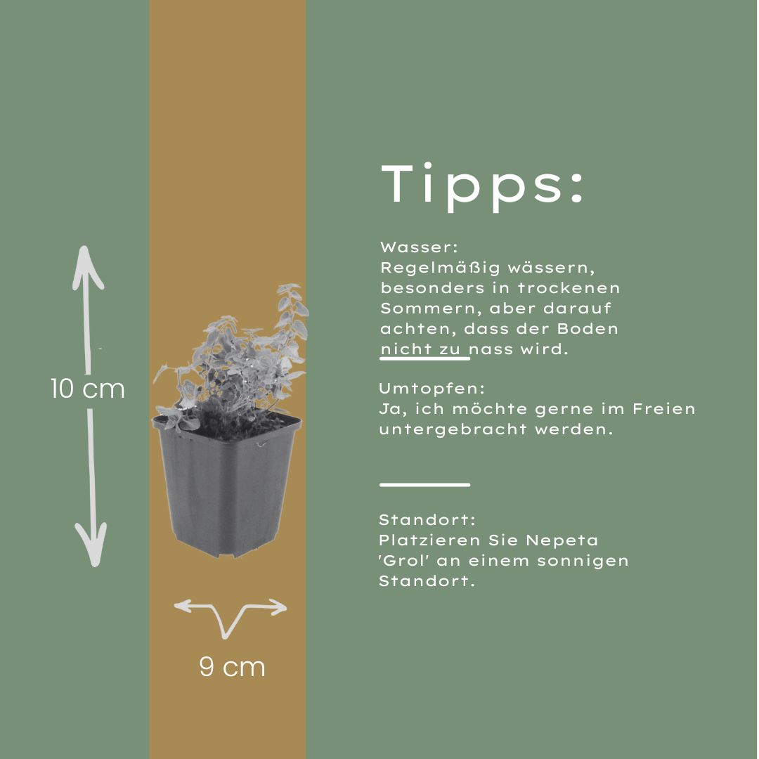 48x Nepeta 'Grol' - ↕10-25cm - Ø9cm