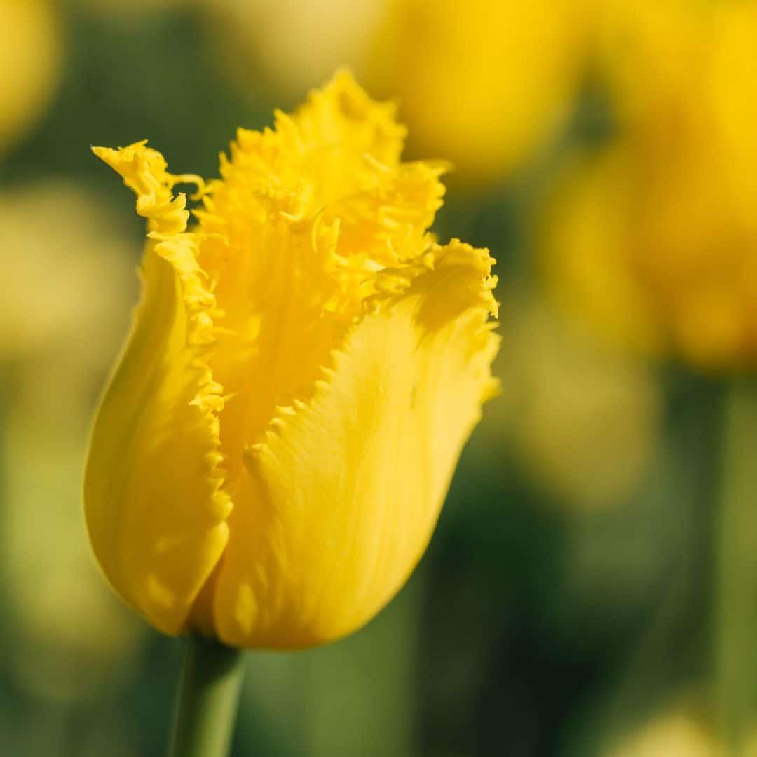 Dutch Tulip Mix - Luxury 40 Set