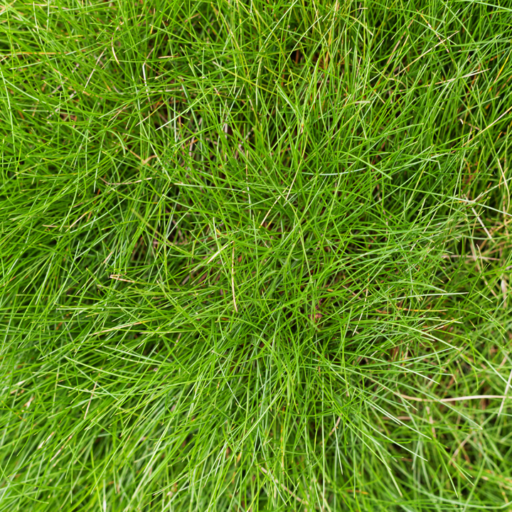 48x Festuca gautieri - ↕10-25cm - Ø9cm