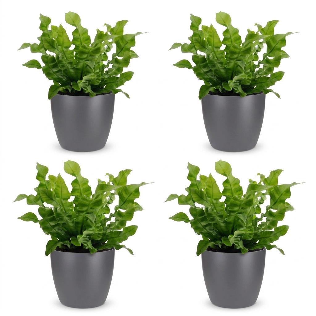 Crispy Wave Fern (Asplenium 'Crispy Wave') - 4 Plants with Grey Ceramic Pot - 12cm Pot - 30cm Tall