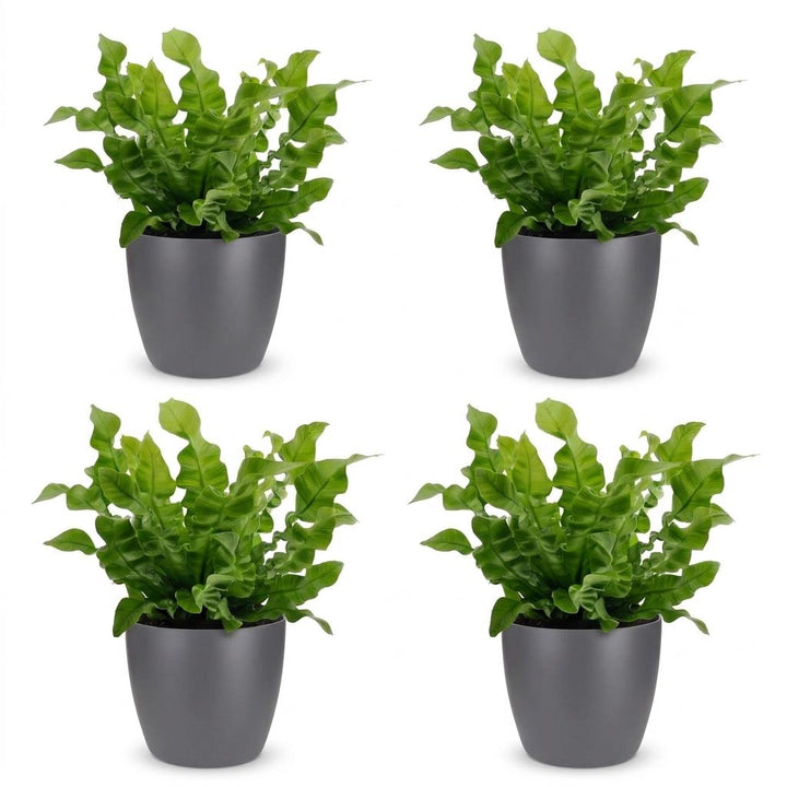Crispy Wave Fern (Asplenium 'Crispy Wave') - 4 Plants with Grey Ceramic Pot - 12cm Pot - 30cm Tall