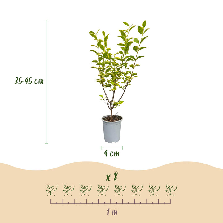 40 Ligustrum ovalifolium 'Aureum' golden privet plants in 9cm pots, 35-45cm tall - view 4