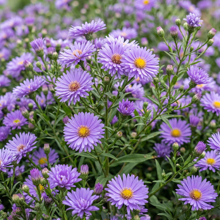 24x Aster dumosus 'Mediterranee' Cushion Aster - Violet - 11cm Pot - 15-25cm
