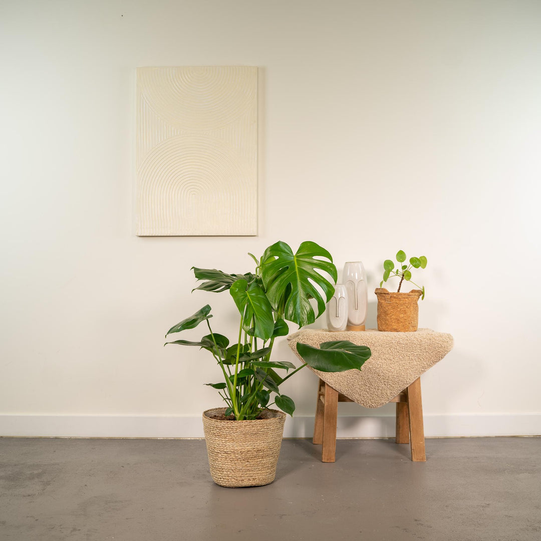Large split and fenestrated leaves close-up of Monstera Deliciosa + Basket Selin - ↨80cm - Ø21cm