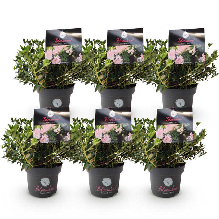 6 Rhododendron Bloombux Light Pink plants in 17cm pots, 30-40cm tall - view 2