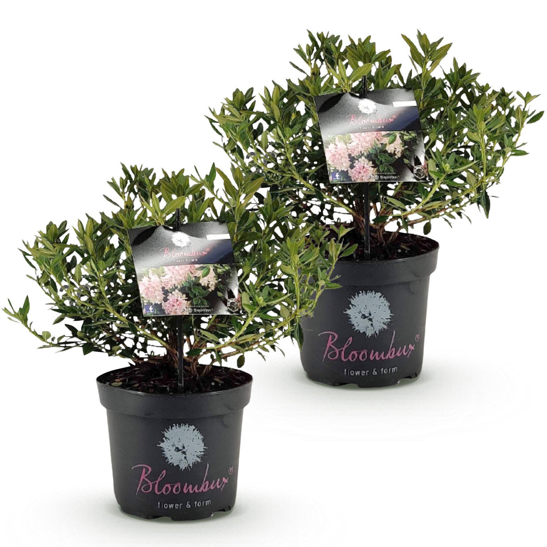 2 Rhododendron Bloombux Light Pink plants in 23cm pots, 45-55cm tall - view 2