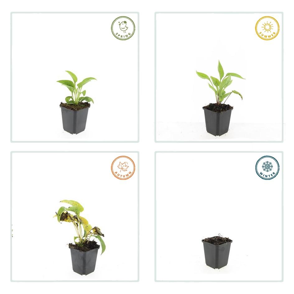 40x White Swan Coneflower Plants - Echinacea purpurea - Ø9cm Pots