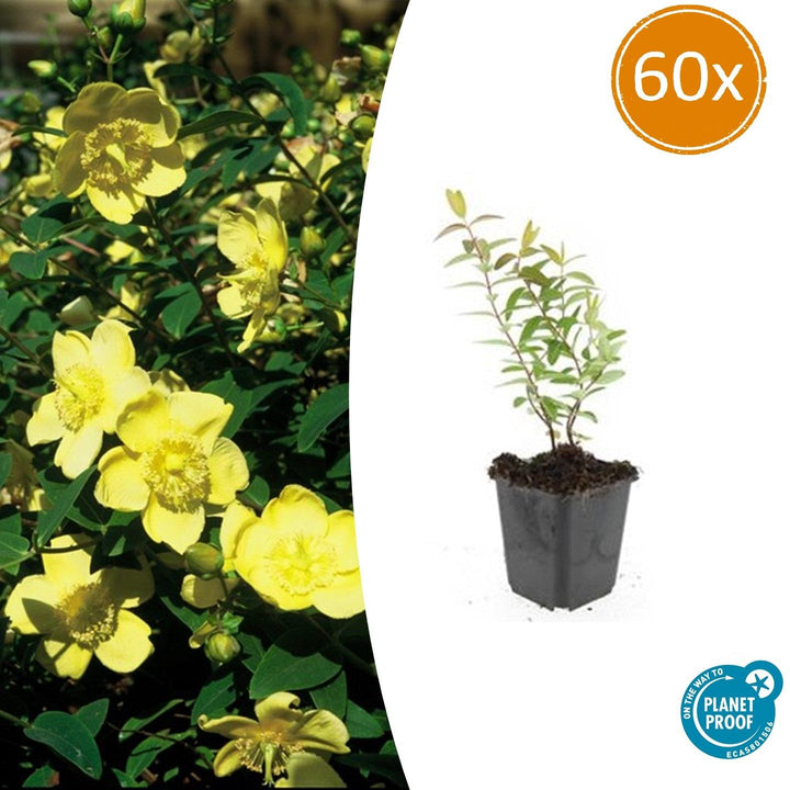 60x Hypericum Hidcote - Golden-Yellow Flowering Shrub - 10-25cm