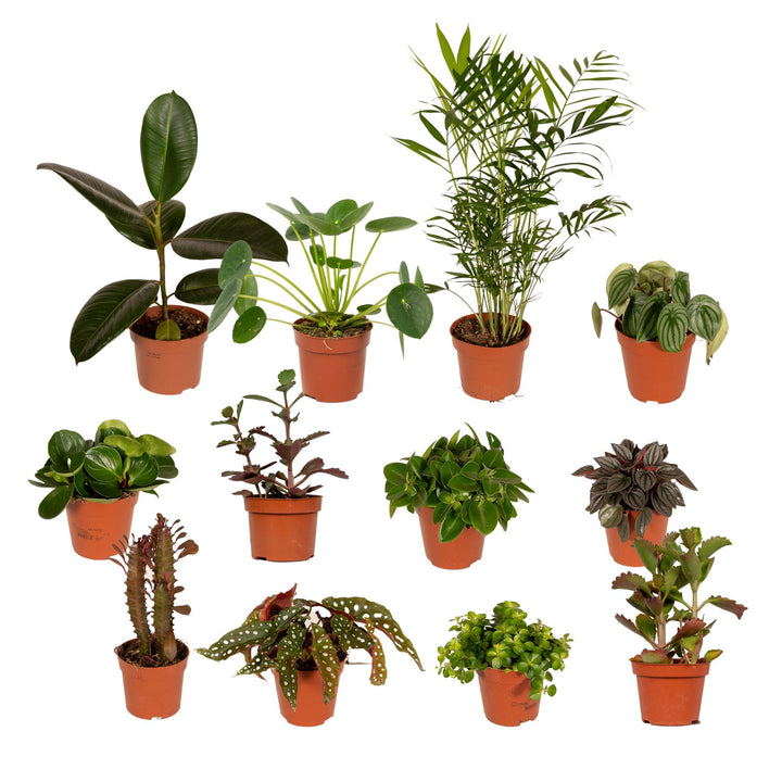 Collection of twelve potted houseplants in terracotta pots including rubber plant, parlour palm, peperomia, begonia and…