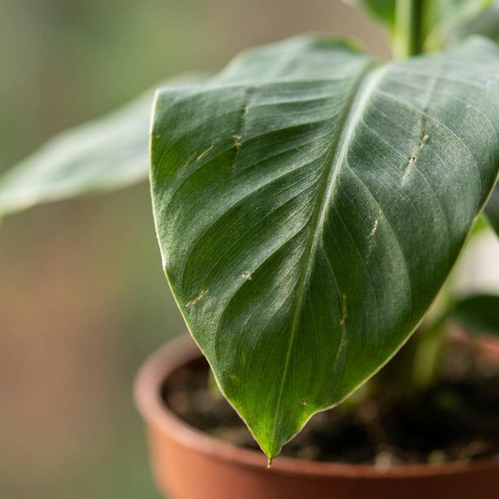 Dwarf Banana Plant (Musa 'Oriental Dwarf') - 4 Plants - 12cm Pot - 30cm Tall