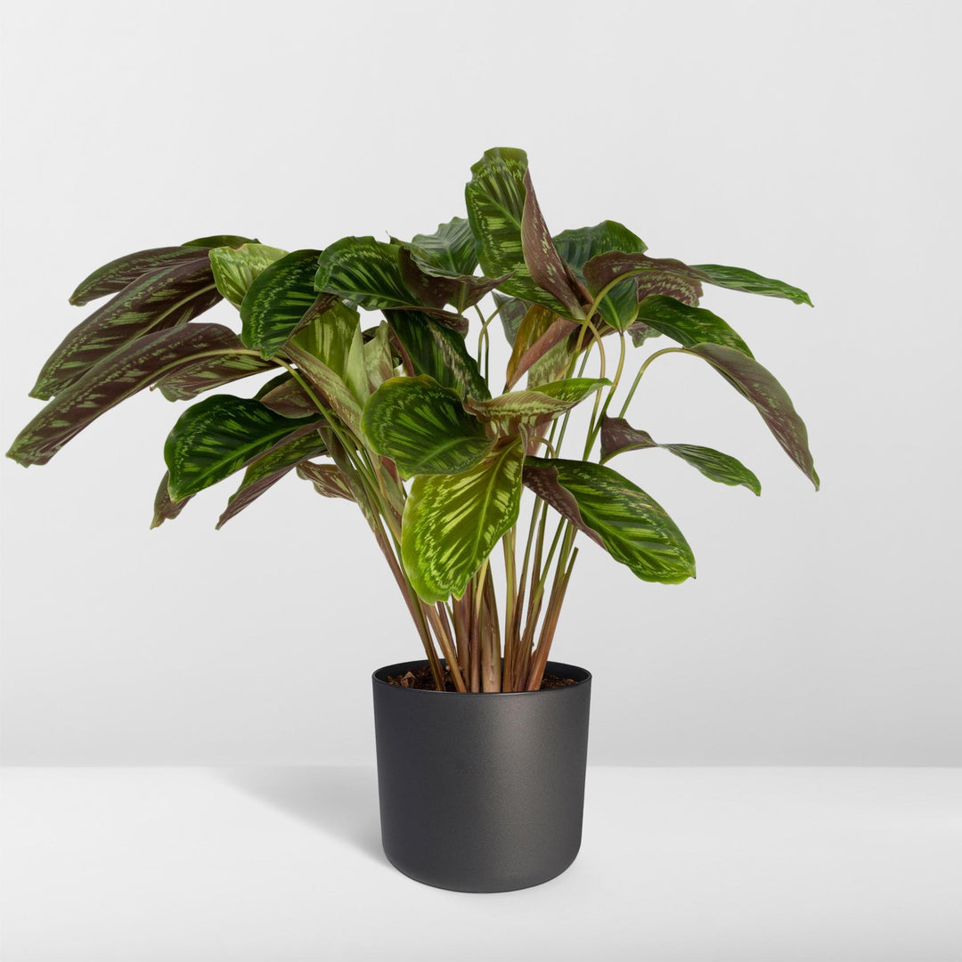 Calathea Flamestar - Peacock Plant - Ø19cm - ↕75cm packed for EU plant delivery from PlantGift.ie