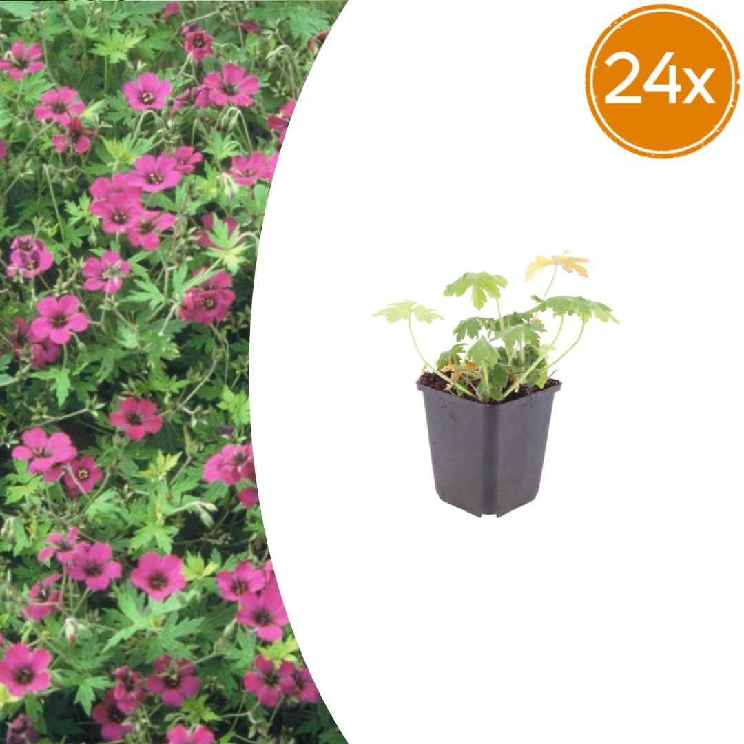 Young magenta geranium with deeply lobed green foliage in black plastic 9cm pot, 24 pack quantity shown