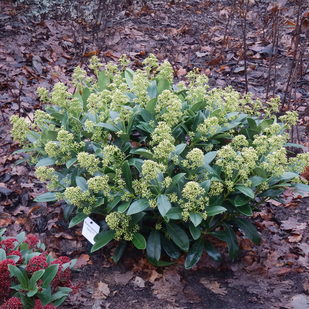 Pack of 2 Skimmia japonica 'Finchy' plants in 15cm pots, 30cm tall - view 5