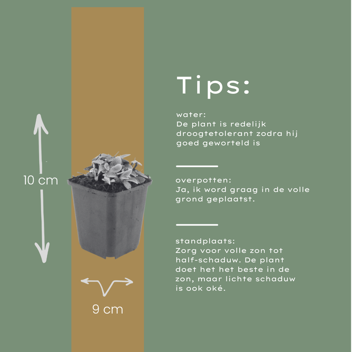 6x Anaphalis triplinervis - ↕10-25cm - Ø9cm