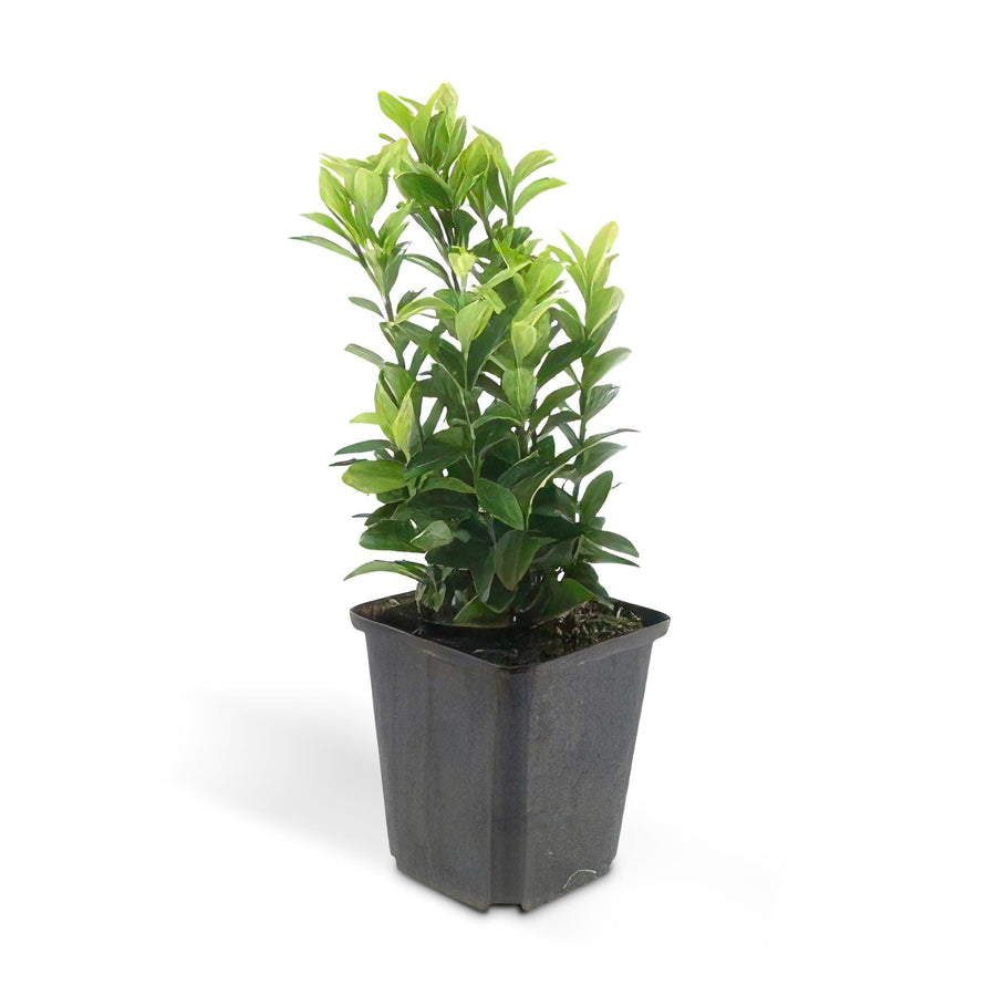 Glossy evergreen hedge foliage close-up of 40x Euonymus Green Spire Evergreen Hedge - 10-25cm - Ø9cm