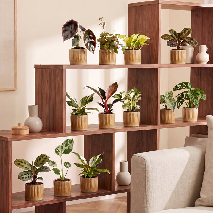 Baby Plants Surprise Box, 12 tropical mini plants in 6 cm pots, image 3