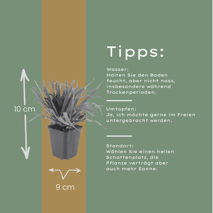 48x Luzula sylvatica - ↕10-25cm - Ø9cm