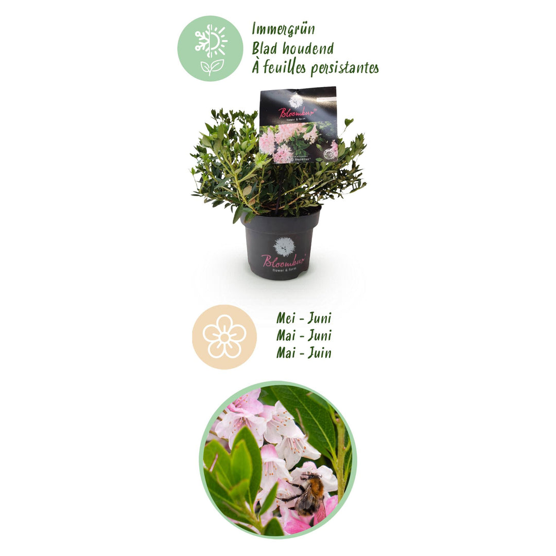 4 Rhododendron Bloombux Light Pink plants in 17cm pots, 30-40cm tall - view 4