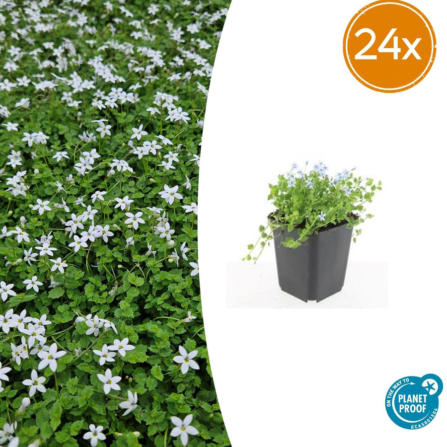 Isotoma fluviatilis 'Alba' with small white flowers and delicate green foliage in black plastic pot, 24-pack