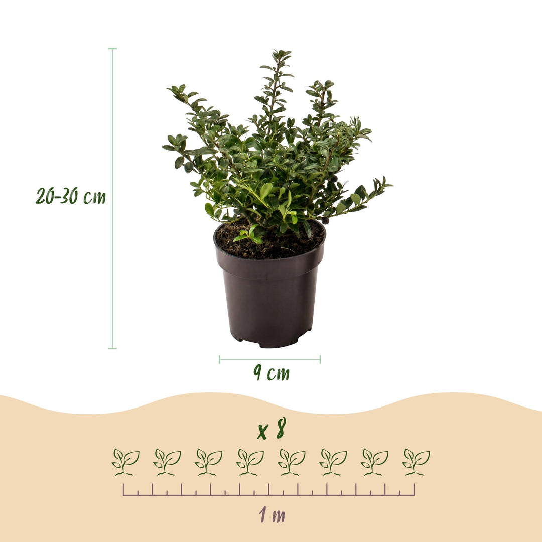 40 Ilex crenata 'Stokes' Japanese holly plants in 9cm pots, 20-30cm tall - view 4